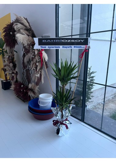 Yucca Tropik Canlı Saksı Bitkisi